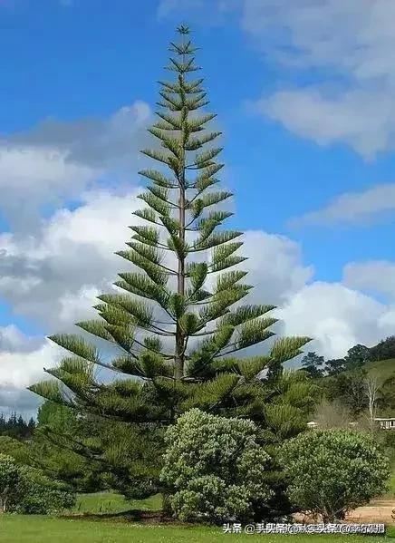 庭院花卉绿植品种? 庭院花卉绿植品种有哪些!