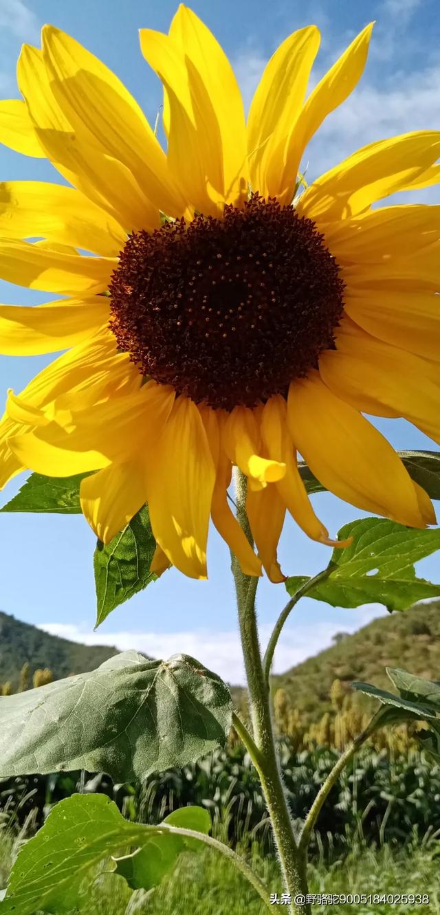 朝阳周边旅游景点大全， 朝阳周边旅游景点大全排名