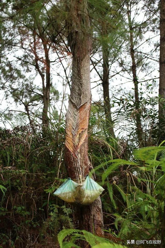 蔬菜种植项目可研，蔬菜农业种植项目可行性报告范文