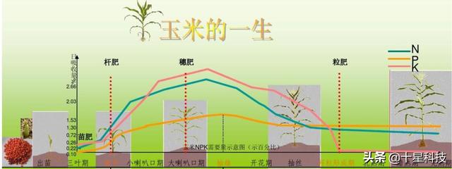 什么时候施肥最好