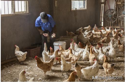 申请生态养殖场需要什么条件呢 创业养殖场需要什么手续？