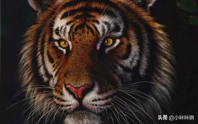 野生东北虎_野生东北虎最新消息