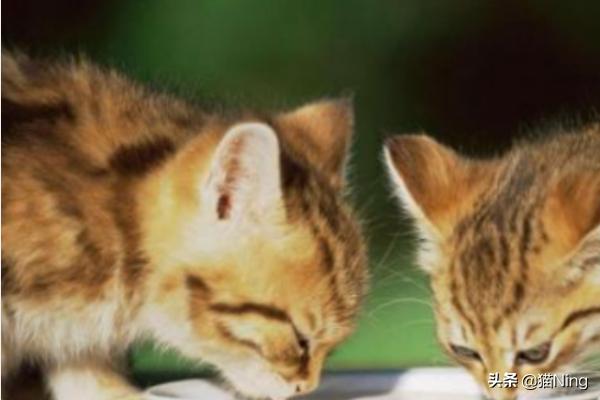 怎么自己做吃的给猫咪吃(图6)