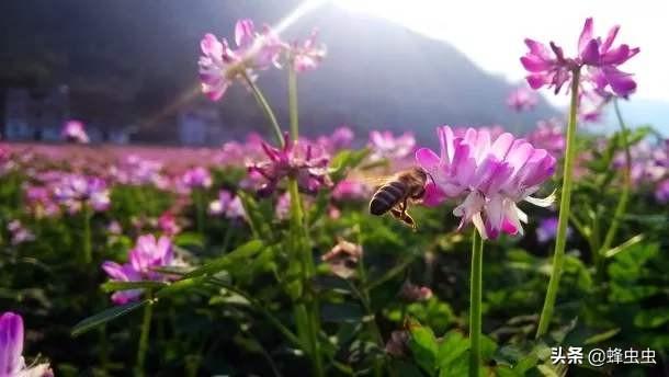 果园用什么蜂箱合适种植,果园用什么蜂箱合适种植花