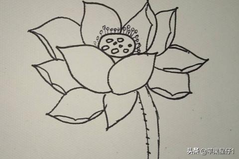 荷花简笔画