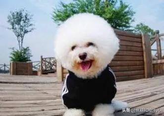 两个月的小狗可以吃什么,第3张