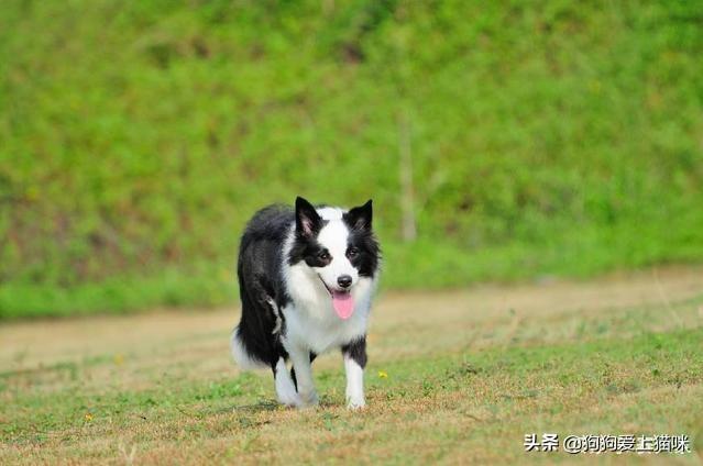 智商排名前十的狗狗有哪些