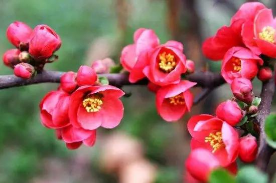 太阳花紫色老桩怎么养护和管理