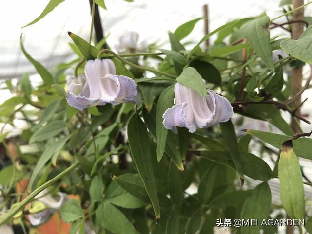 苗木花卉种植技术 草药有哪些,苗木花卉种植技术 草药有哪些图片