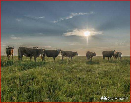 配方奶粉推荐（配方奶粉推荐哪款好）