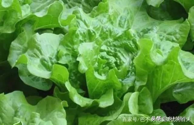 海外生活有机蔬菜，国外有机蔬菜