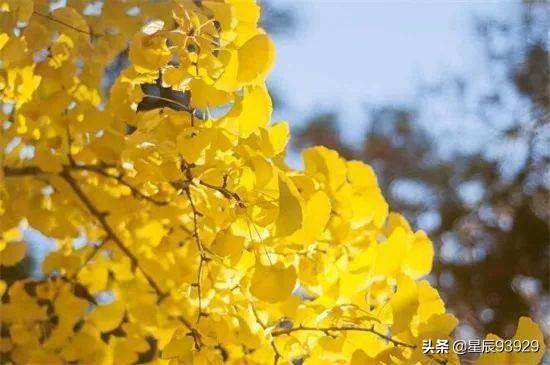 槐树图片大全（槐树图片大全大图）