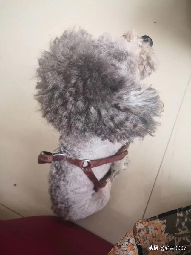 寵物美容吧?寵物美容貼吧!