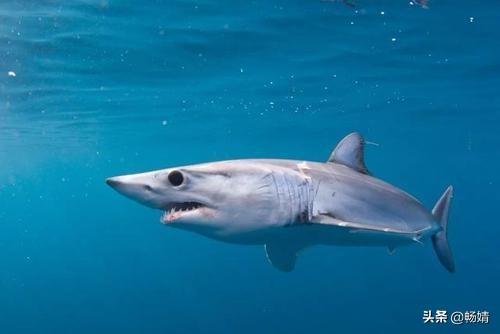 创造与魔法幼鲭鲨鱼饲料怎么制作？