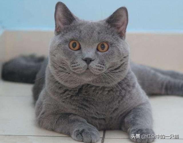 宠物虎斑黑猫价格，宠物虎斑黑猫价格多少