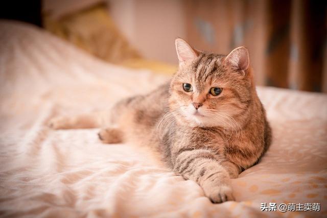 不带胶的猫罐头怎么吃(图3)