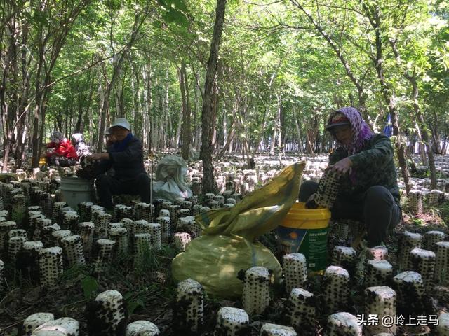 闲置果园种植骗局揭秘图,闲置果园种植骗局揭秘图片