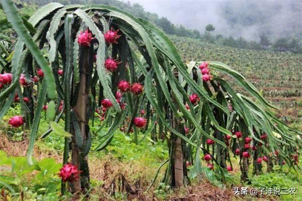 火龙果的种植方法，火龙果的种植方法与管理技术