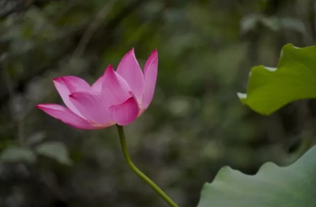 新都园林景观设计公司（成都新都附近有没有什么值得去的旅游景点？）