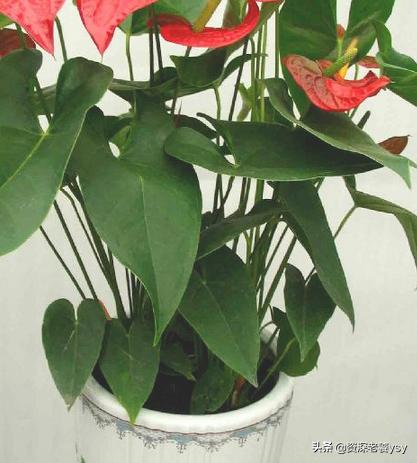 家中花草有虫,怎么办