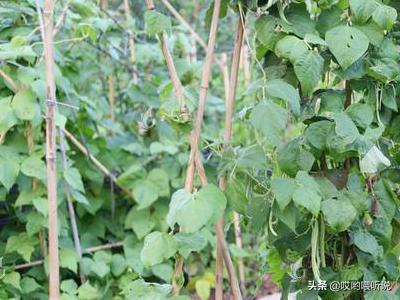 四季豆种植时间和方法，四季豆种植时间和方法温度