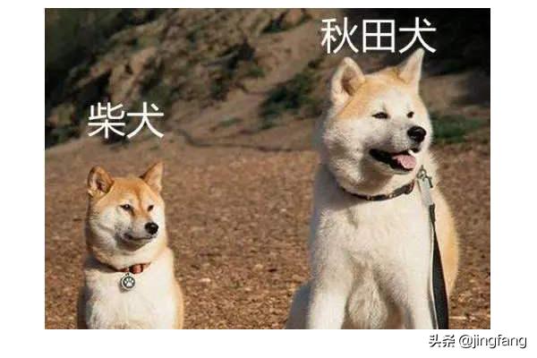 如何区分柴犬与秋田犬