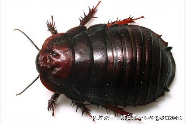 养土元真的能赚钱吗 土元好养吗？有没有养殖前景？
