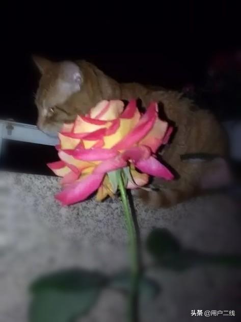 复仇从离婚开始的小说免费阅读