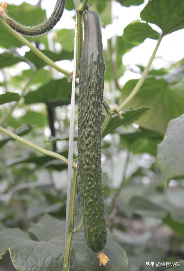 小型蔬菜种植基地，小型蔬菜种植基地视频云南农村