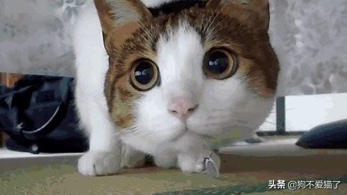 猫咪肚子胀气应该吃点什么药？：幼猫被人灌水腹胀