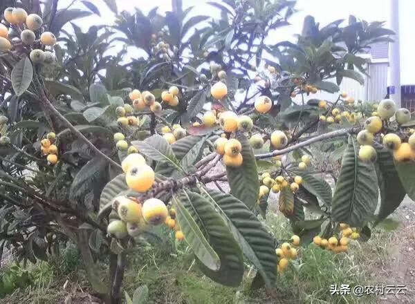 高山菜做法家常做法大全(图2)