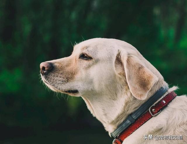 说说拉布拉多犬的优缺点有哪些