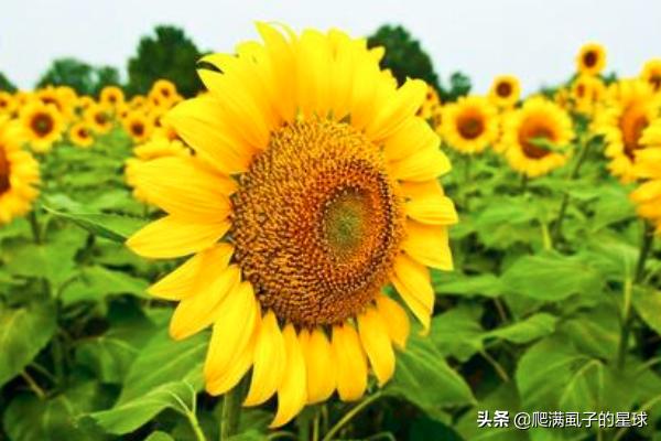 葵花种植方法，葵花种植方法和时间