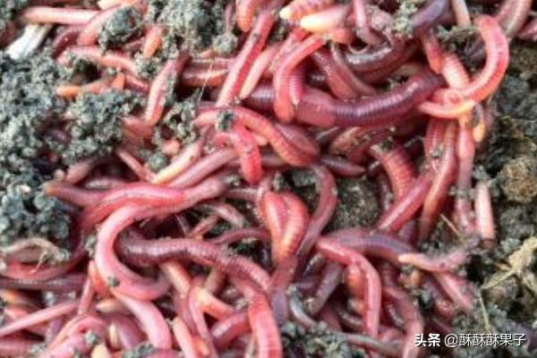 七彩鱼不吃食,总是躲在角落怎么办,第3张