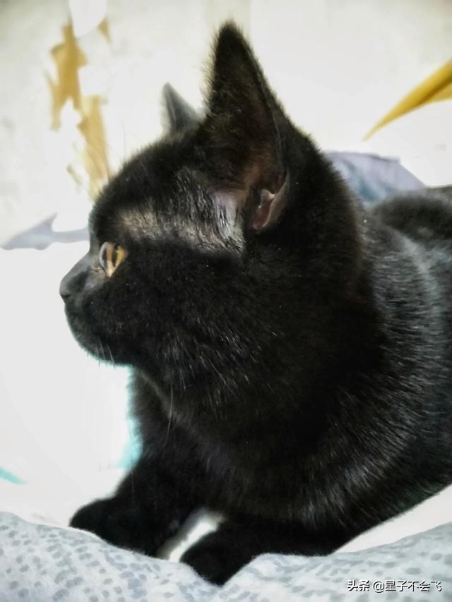 猫淡季旅游穿搭， 猫淡季旅游穿搭图片