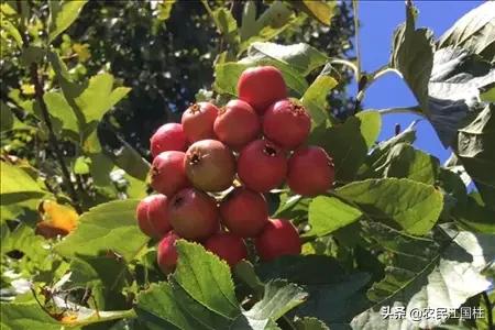 山楂的种植方法，山楂的种植方法和时间