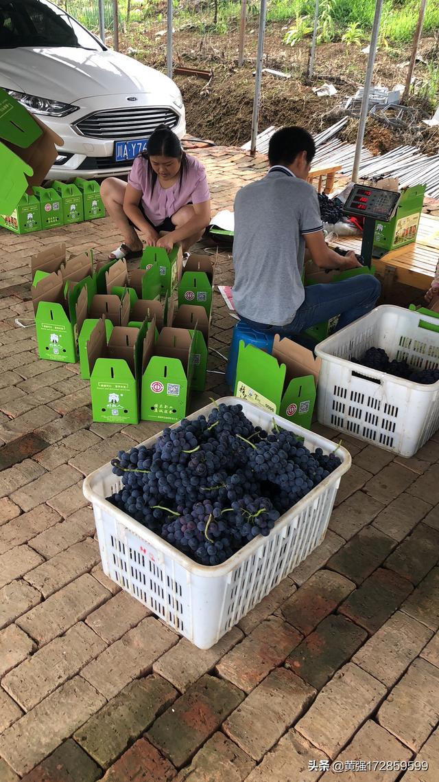 夏黑葡萄种植技术视频?!