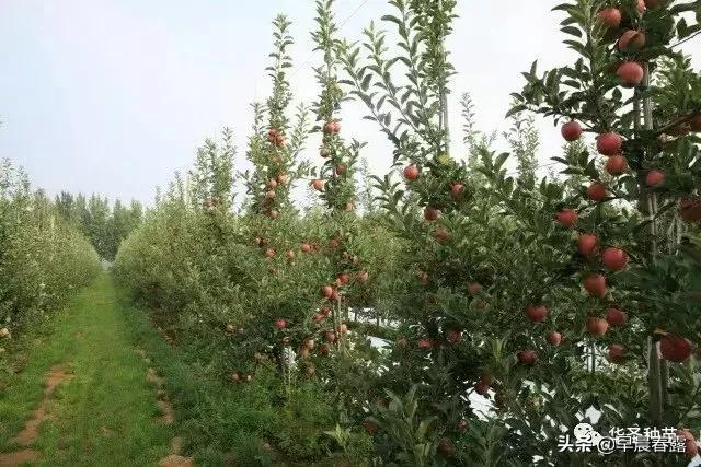 果园种植之前土壤管理要求,果园种植之前土壤管理要求是什么