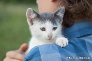 怎么训练猫咪学会“坐在主人肩膀上”