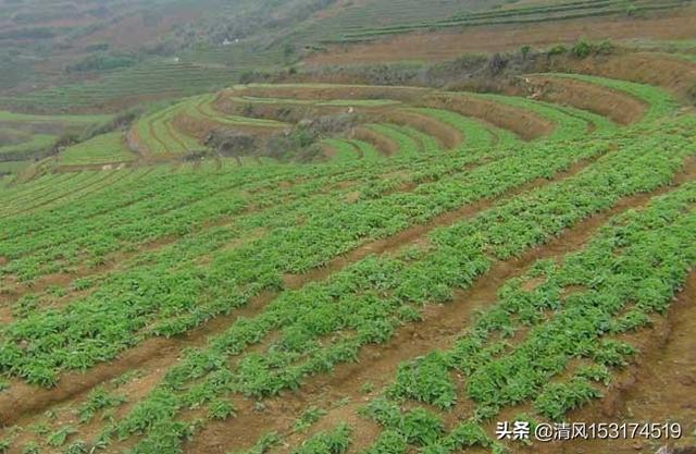 太子参的种植方法，太子参的种植方法及管理