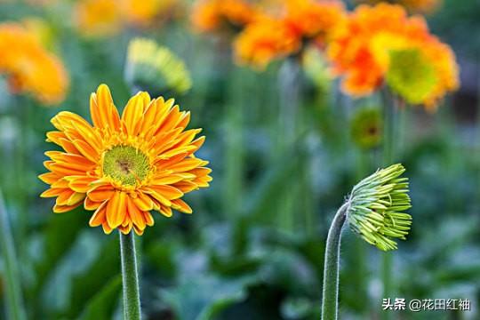花卉秋季施肥
