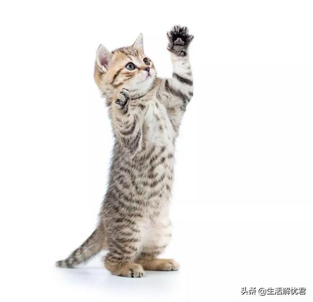 老舍的猫描写了猫的哪些特点