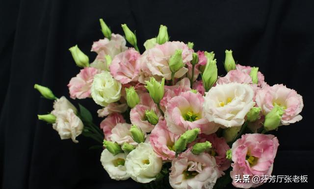 桔梗花图片（洋桔梗花图片）
