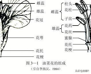 盆栽花卉种子,盆栽花卉种子撒多了