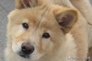 秋田犬好养吗？秋田犬适合家养吗,第3张