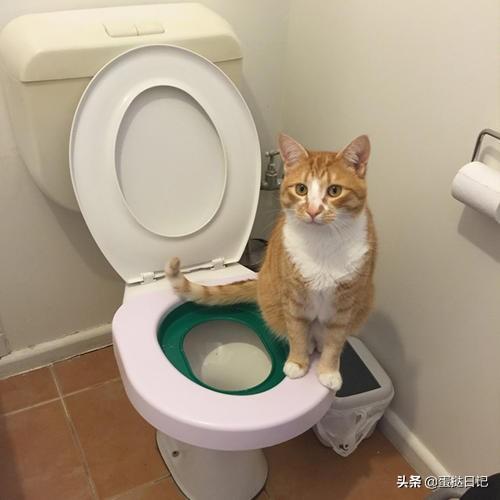 如何教猫咪用坐便器,第1张