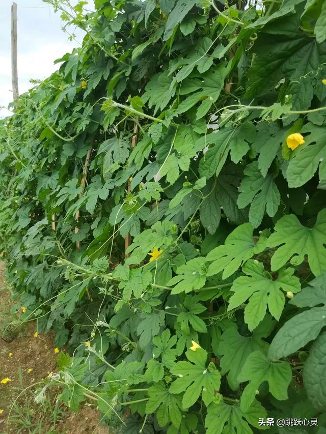 蔬菜种植分类，蔬菜种植方式有哪些类型