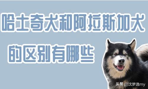 哈士奇犬与阿拉斯加犬的对比和区分