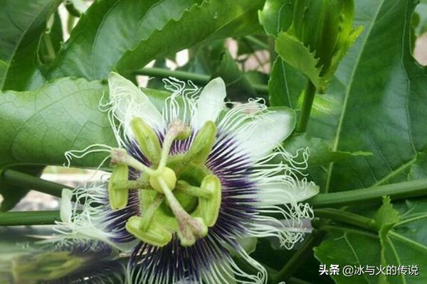 百香果阳台种植方法图,百香果阳台种植方法图百度百科