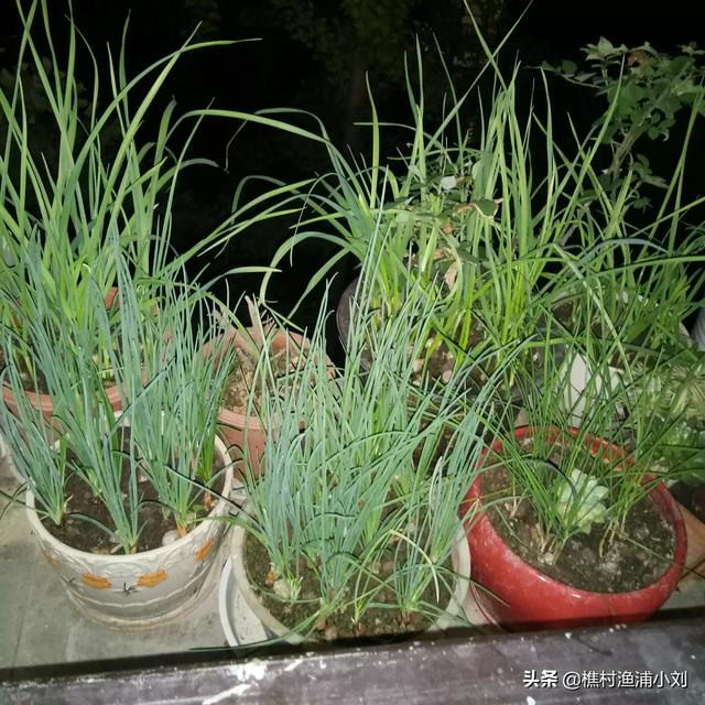 小香葱的种植方法视频，小香葱的种植方法视频教程